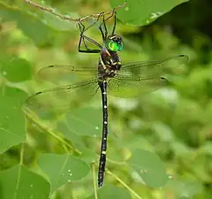 Macromia taeniolata