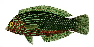 Macropharyngodon meleagris