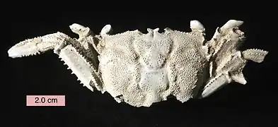 Macrophthalmus latreillei (fossile)