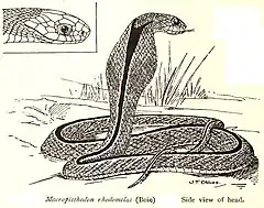 Description de l'image MacropisthodonRhodomelasRooij.jpg.