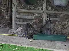 Wallaby à cou rouge