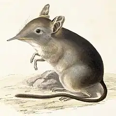Description de l'image Macroscelides edwardii - 1700-1880 - Print - Iconographia Zoologica - Special Collections University of Amsterdam - UBA01 IZ20900065 2.jpg.