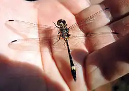 Macrothemis inequiunguis mâle