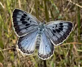 Photographie en couleurs d'un papillon aux ailes de noir et d'azur au sein de son biotope.