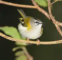 Photographie d'un Roitelet de Madère posé sur une fine branche, de face et tournant la tête légèrement vers la gauche.