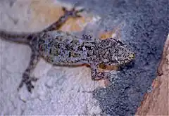 Description de l'image Madagascan House Gecko (Hemidactylus mercatorius) (9591985188).jpg.