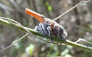 Fulgor de Madagascar (Zanna madagascariensis)
