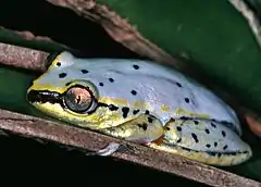 Description de l'image Madagascan Reed Frog (Heterixalus madagascariensis) (7621641296).jpg.