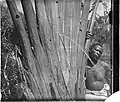 Arbre des voyageurs, Madagascar, vers 1890.