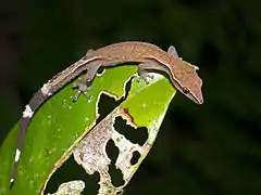 Description de l'image Madagascar Clawless Gecko (Ebenavia inunguis), Vohimana reserve, Madagascar 02.jpg.