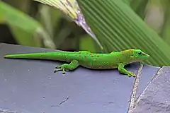 Description de l'image Madagascar giant day gecko (Phelsuma grandis) Nosy Komba.jpg.