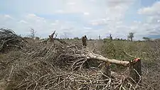 Destruction d'une forêt buissonnante dans le sud de Madagascar, les arbres et les buissons coupés gisant sur le sol