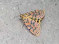 Papillon (Non identifié).