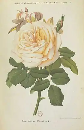 Image illustrative de l’article Madame Bérard
