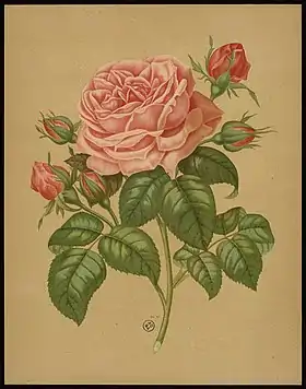 'Madame Gabriel Luizet', hybride remontant 1877.