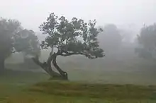 Photographie de grands arbres dans le brouillard, sur un tapis d'herbe courte. Un arbre au tronc contorsionné se détache au centre de l'image.