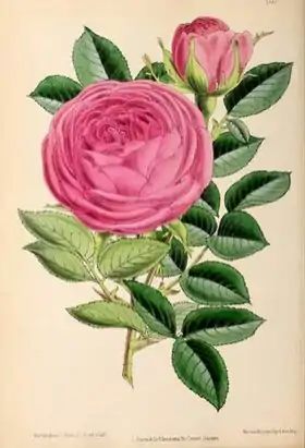 Image illustrative de l’article Mademoiselle Eugénie Verdier