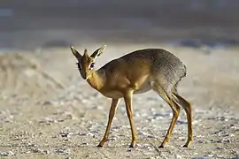 Dik-dik de Kirk (Madoqua kirkii).