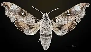 Face dorsale de la femelle MHNT