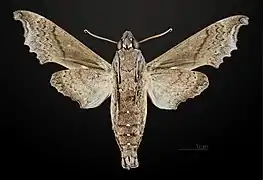 Revers du mâle MHNT