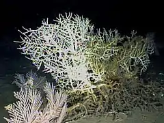 Un récif de coraux d'eaux froides du genre madrepora.