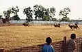 Le karapan sapi, course de taureaux traditionnelle de Madura, à Sumenep