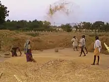 Des Dalits en train de battre du grain.