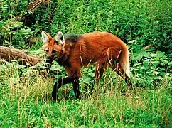 Chrysocyon brachyurus