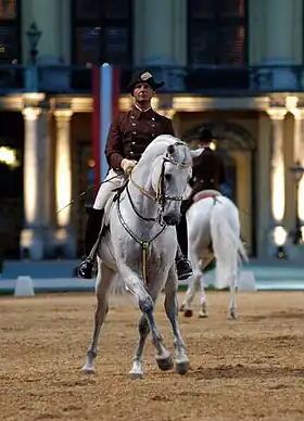 Un cheval gris et son cavalier, équipés et habillés en tenue de gala, exécutent un appuyer.