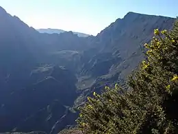 Ajonc épineux sur les flancs du Maïdo, à La Réunion.