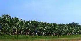 Zona Bananera