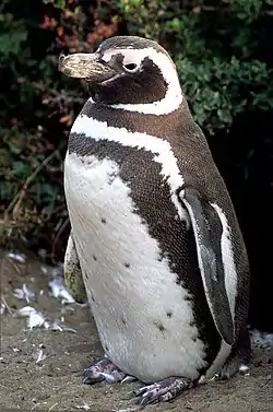 Manchot de Magellan (Spheniscus magellanicus)