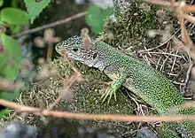 Vue d'un Lézard vert oriental