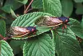 Magicicada septendecim (Cicadidae)