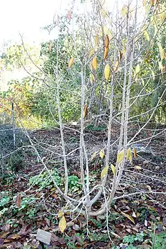 Description de l'image Magnolia biondii - Quarryhill Botanical Garden - DSC03294.JPG.