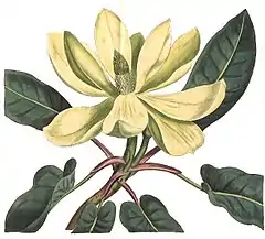 Description de l'image Magnolia fraseri - Curtis.jpg.