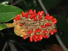 Polyfolicule de Magnolia grandiflora