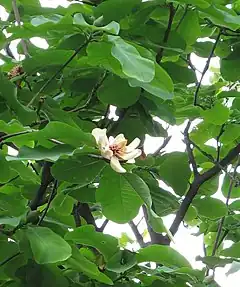 Description de l'image Magnolia hypoleuca 2.jpg.