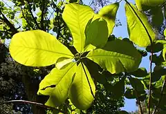 Description de l'image Magnolia officinalis Rogów.JPG.