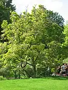 Un magnolia à l'entrée de la « rivière enchantée ».