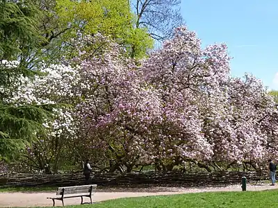 Les magnolias de Soulange en fleurs en 2018