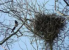 Photographie d'une pie à gauche de son nid, au sommet d'un arbre dépourvu de feuilles, vus en contre-plongée.