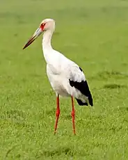 Cigogne maguari ou Ciconia maguari