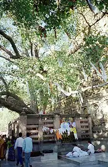 L'arbre de la bodhi près du temple de la Mahabodhi