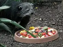 Un binturong de zoo devant un plat de légumes et de fruits (kiwis, tomates, olives…)