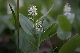 Maianthemum canadense Desfontaines. — Maïanthème du Canada.