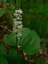 Maianthemum dilatatum