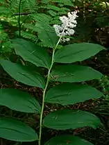 Maianthemum racemosum