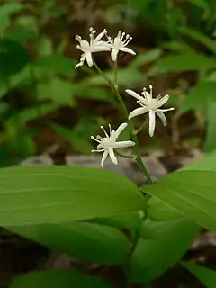 Maianthemum stellatum