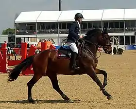 Gerrit Schepers et Caroll, cheval de sport allemand